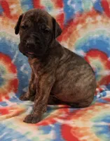 AKC Brindle #2, a female Great Dane for sale in Pipestone, MN – 4 of 7