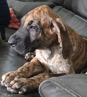AKC Brindle #1, a female Great Dane for sale in Pipestone, MN – 7 of 10