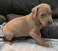 AKC Lilac fawn female , a female Great Dane for sale in Pipestone, MN – 2 of 7