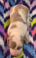 AKC Lilac fawn harlequin male , a male Great Dane for sale in Pipestone, MN – 3 of 8