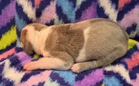 AKC Blue Fawn harlequin female , a female Great Dane for sale in Pipestone, MN – 4 of 9