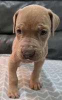 AKC Lilac fawn female , a female Great Dane for sale in Pipestone, MN – 7 of 7