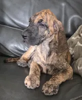 AKC Brindle #1, a female Great Dane for sale in Pipestone, MN – 6 of 10
