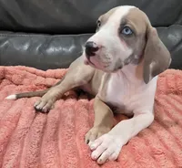 AKC Blue Fawn harlequin female , a female Great Dane for sale in Pipestone, MN – 6 of 10