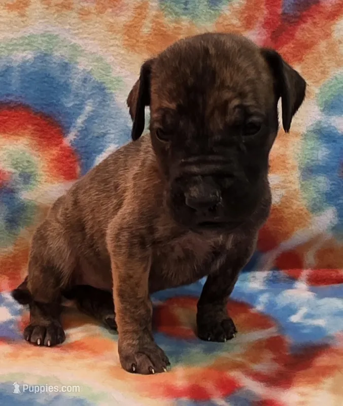 AKC Brindle #1 – Great Dane puppy for sale in Pipestone, MN