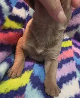 AKC Lilac fawn female , a female Great Dane for sale in Pipestone, MN – 5 of 7
