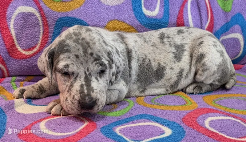 AKC Blue Merle female  – Great Dane puppy for sale in Pipestone, MN