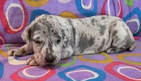 AKC Blue Merle female , a female Great Dane for sale in Pipestone, MN – 1 of 10