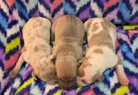 AKC Lilac fawn merle male , a male Great Dane for sale in Pipestone, MN – 8 of 9