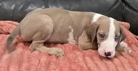 AKC Blue Fawn harlequin female , a female Great Dane for sale in Pipestone, MN – 4 of 10