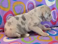 AKC Blue Fawn merle female , a female Great Dane for sale in Pipestone, MN – 7 of 10