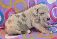 AKC Blue Fawn merle female , a female Great Dane for sale in Pipestone, MN – 8 of 10