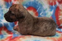 AKC Brindle #3, a female Great Dane for sale in Pipestone, MN – 5 of 6