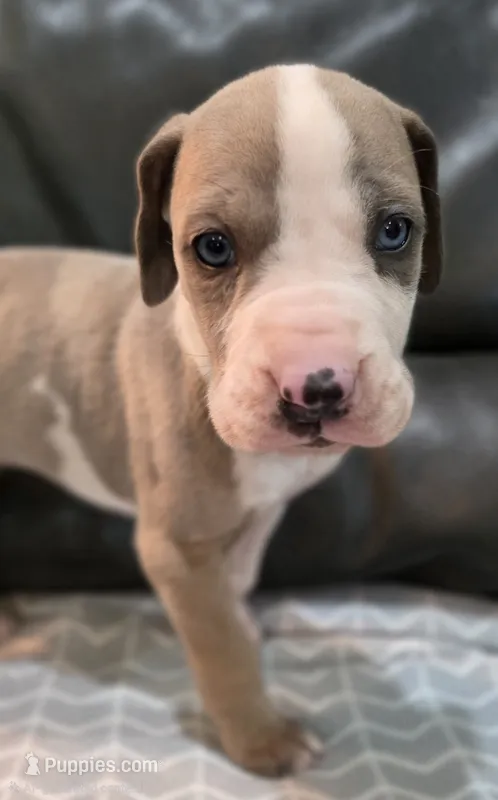AKC Blue Fawn harlequin female  – Great Dane puppy for sale in Pipestone, MN