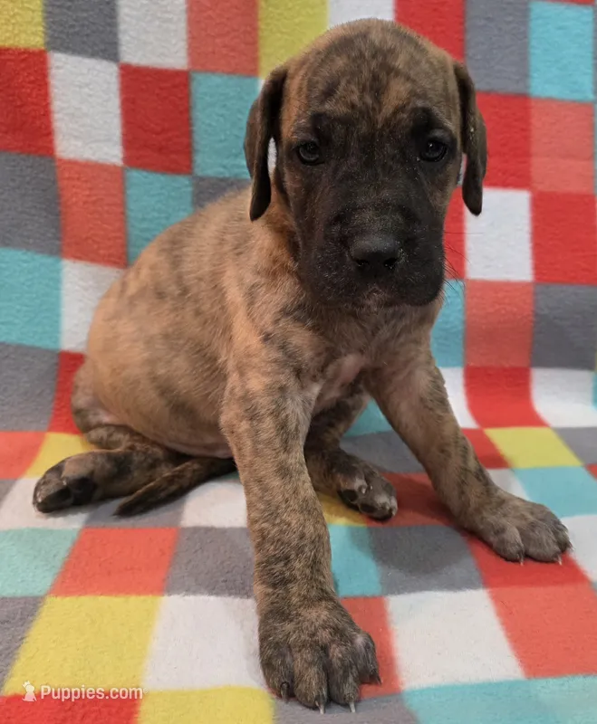 AKC Brindle #3 – Great Dane puppy for sale in Pipestone, MN