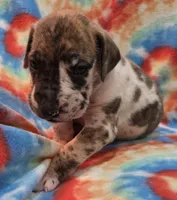 AKC Brindlequin, a female Great Dane for sale in Pipestone, MN – 3 of 7