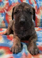 AKC Brindle , a male Great Dane for sale in Pipestone, MN – 6 of 8