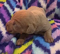 AKC Lilac fawn female , a female Great Dane for sale in Pipestone, MN – 3 of 7