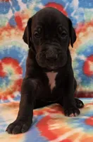 AKC Black , a female Great Dane for sale in Pipestone, MN – 3 of 8