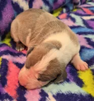 AKC Blue Fawn harlequin female , a female Great Dane for sale in Pipestone, MN – 5 of 9