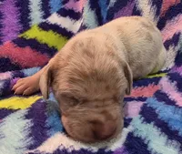 AKC Lilac fawn merle male , a male Great Dane for sale in Pipestone, MN – 4 of 9