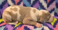 AKC Lilac fawn harlequin male , a male Great Dane for sale in Pipestone, MN – 5 of 8