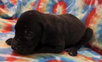 AKC Black , a female Great Dane for sale in Pipestone, MN – 4 of 8