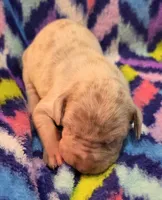 AKC Lilac fawn merle male , a male Great Dane for sale in Pipestone, MN – 2 of 9