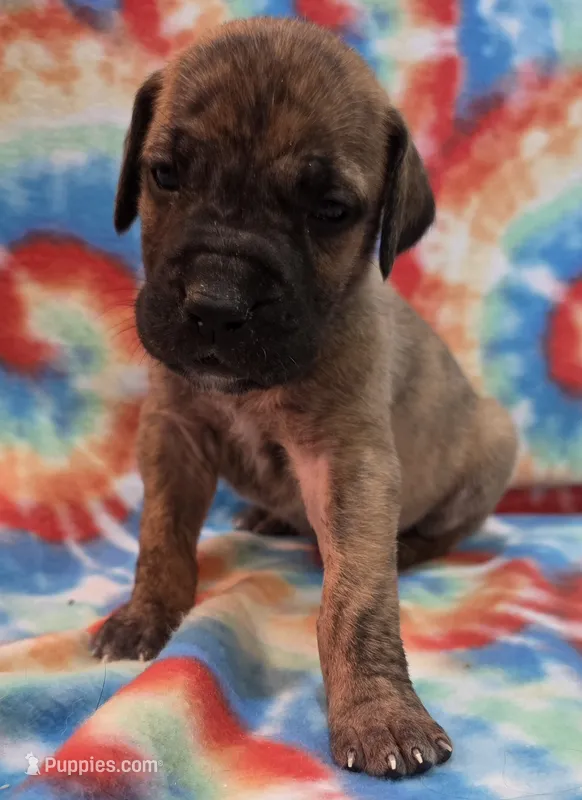 AKC Brindle #3 – Great Dane puppy for sale in Pipestone, MN