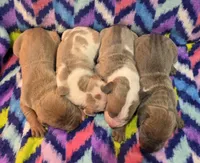 AKC Lilac fawn harlequin female , a female Great Dane for sale in Pipestone, MN – 8 of 8