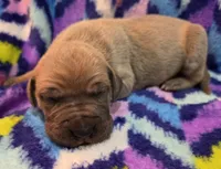 AKC Blue Fawn male, a male Great Dane for sale in Pipestone, MN – 2 of 7
