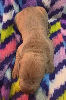 AKC Lilac fawn female , a female Great Dane for sale in Pipestone, MN – 2 of 7
