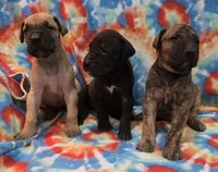 AKC Brindle , a male Great Dane for sale in Pipestone, MN – 7 of 8