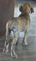 AKC Brindle #1, a female Great Dane for sale in Pipestone, MN – 8 of 10