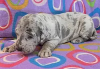 AKC Blue Merle female , a female Great Dane for sale in Pipestone, MN – 3 of 10