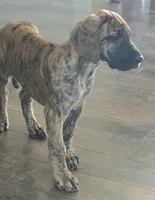AKC Brindle #1, a female Great Dane for sale in Pipestone, MN – 10 of 10
