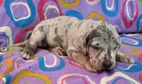 AKC Blue Merle female , a female Great Dane for sale in Pipestone, MN – 9 of 10