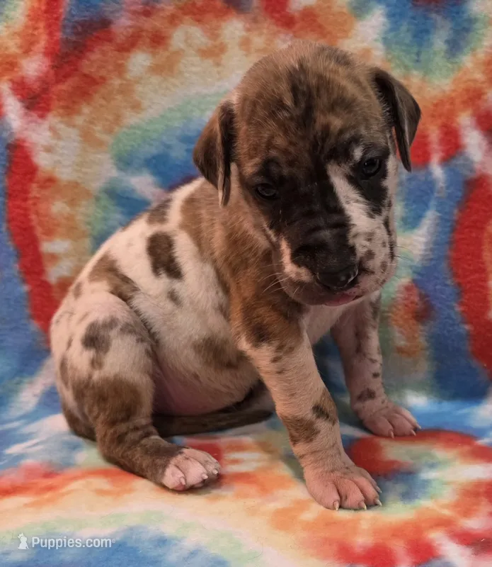 AKC Brindlequin – Great Dane puppy for sale in Pipestone, MN