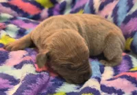 AKC Blue Fawn female , a female Great Dane for sale in Pipestone, MN – 4 of 8