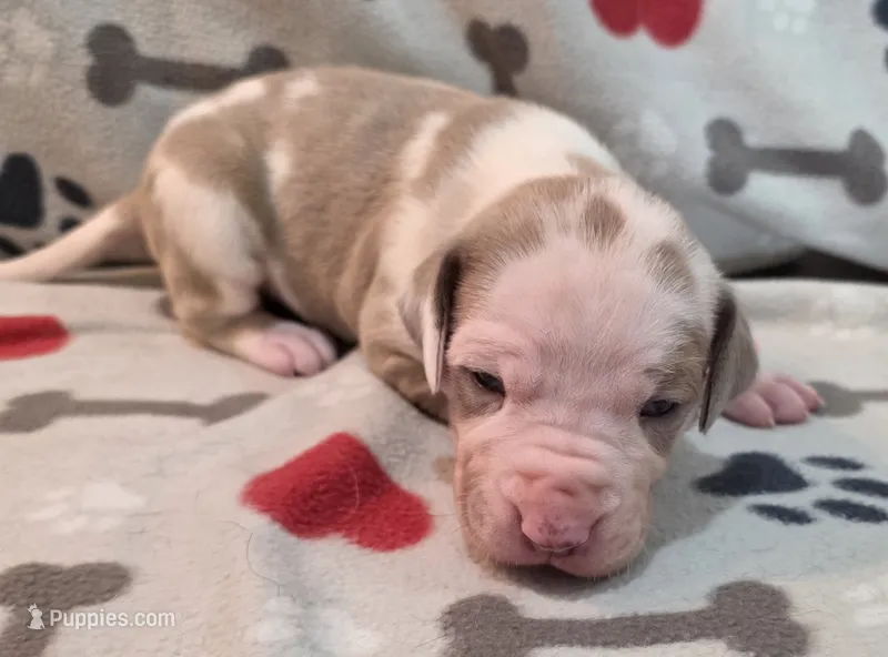 AKC Lilac fawn harlequin female  – Great Dane puppy for sale in Pipestone, MN