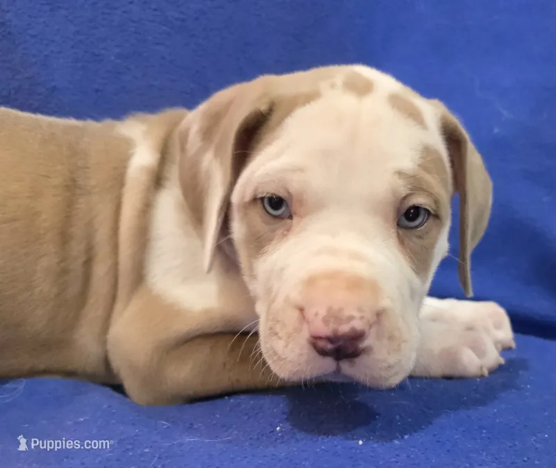 AKC Lilac fawn harlequin female  – Great Dane puppy for sale in Pipestone, MN