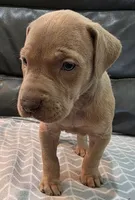 AKC Lilac fawn female , a female Great Dane for sale in Pipestone, MN – 4 of 7