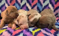 AKC Blue Fawn female , a female Great Dane for sale in Pipestone, MN – 7 of 8