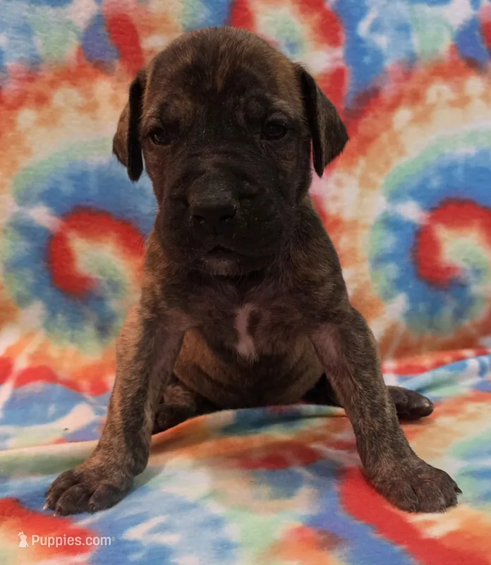 AKC Brindle #2 – Great Dane puppy for sale in Pipestone, MN