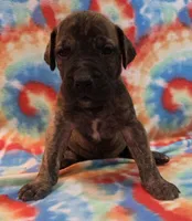 AKC Brindle #2, a female Great Dane for sale in Pipestone, MN – 1 of 7