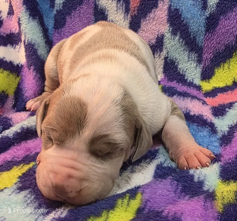 AKC Lilac fawn harlequin male  – Great Dane puppy for sale in Pipestone, MN