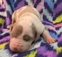 AKC Lilac fawn harlequin male , a male Great Dane for sale in Pipestone, MN – 1 of 8