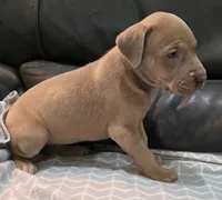 AKC Lilac fawn female , a female Great Dane for sale in Pipestone, MN – 3 of 7