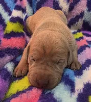 AKC Lilac fawn female , a female Great Dane for sale in Pipestone, MN – 4 of 7