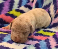 AKC Lilac fawn merle male , a male Great Dane for sale in Pipestone, MN – 3 of 9